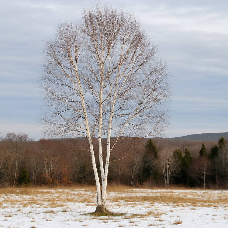 Yellow Birch Tree