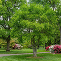 A green leafy tree planted in a landscaped lawn with a paved path and flowering shrubs in the background. Yellowwood.