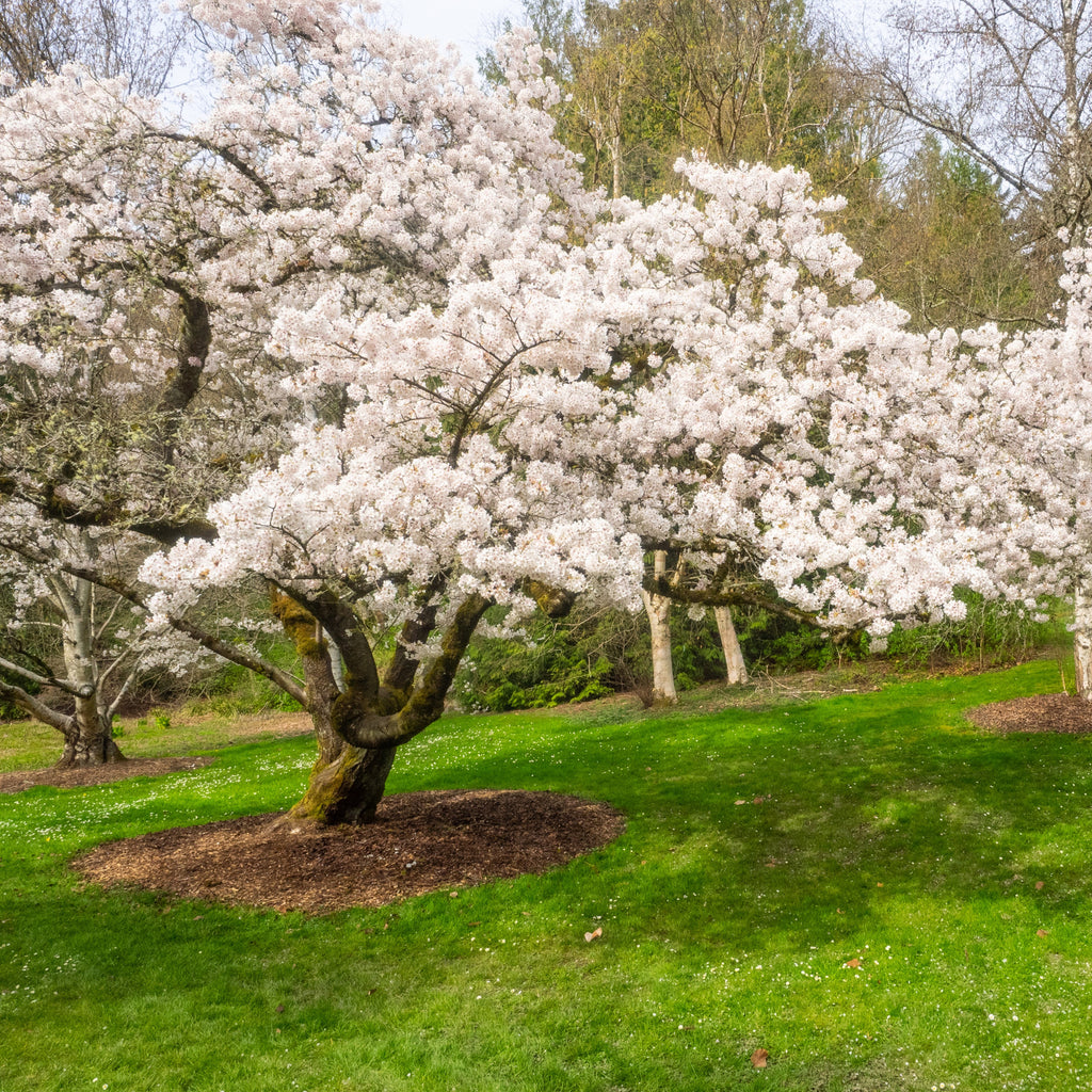 A large flowering cherry blossom tree in full white bloom stands on a grassy lawn, with other trees and shrubs in the background.