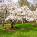 A large flowering cherry blossom tree in full white bloom stands on a grassy lawn, with other trees and shrubs in the background.