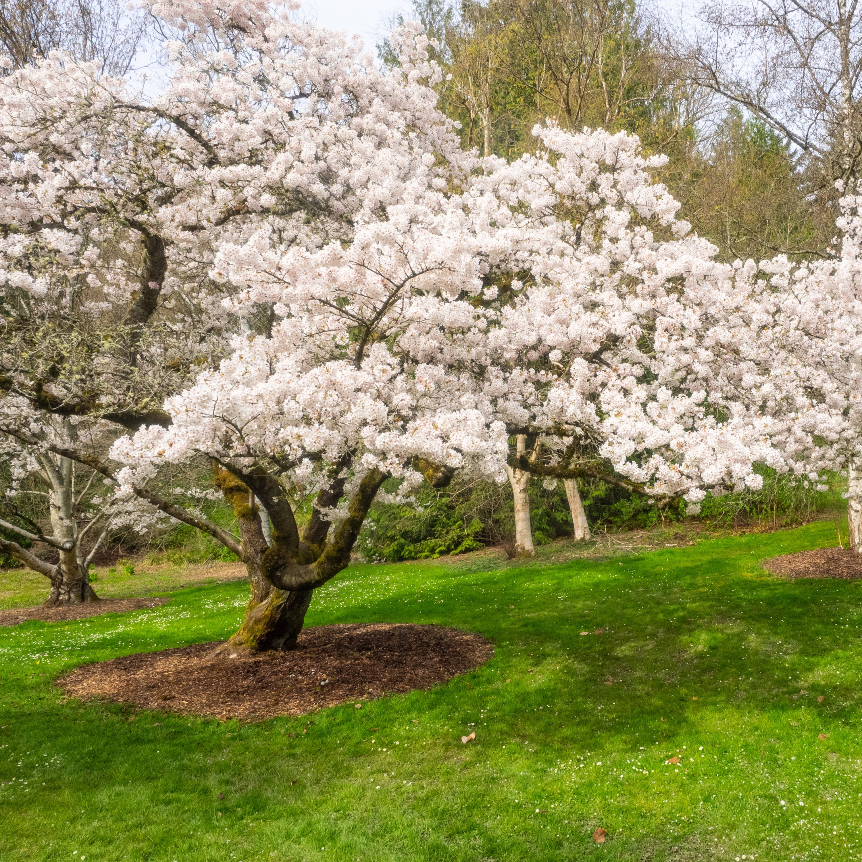 A large flowering cherry blossom tree in full white bloom stands on a grassy lawn, with other trees and shrubs in the background.