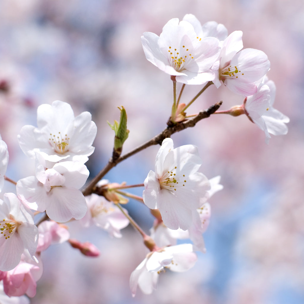 Close-up of white and pale pink cherry blossom flowers on a branch against a softly blurred background of more blossoms and blue sky.