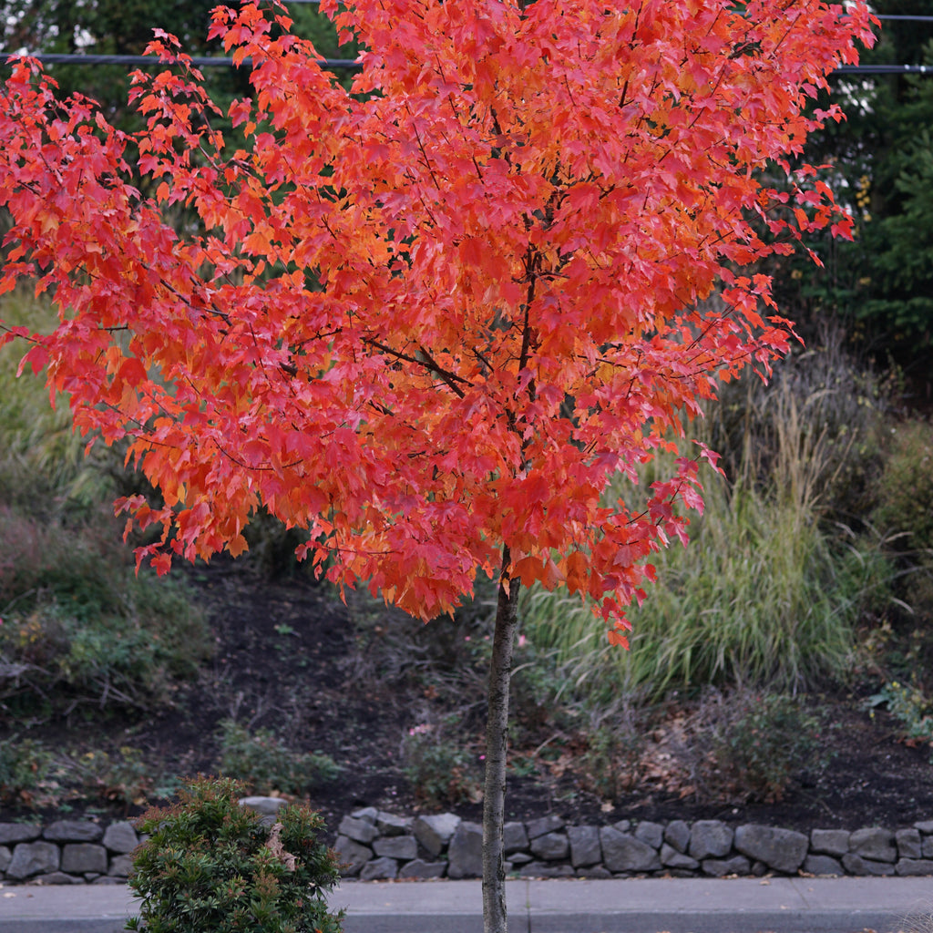 Amur "Flame" Maple Tree