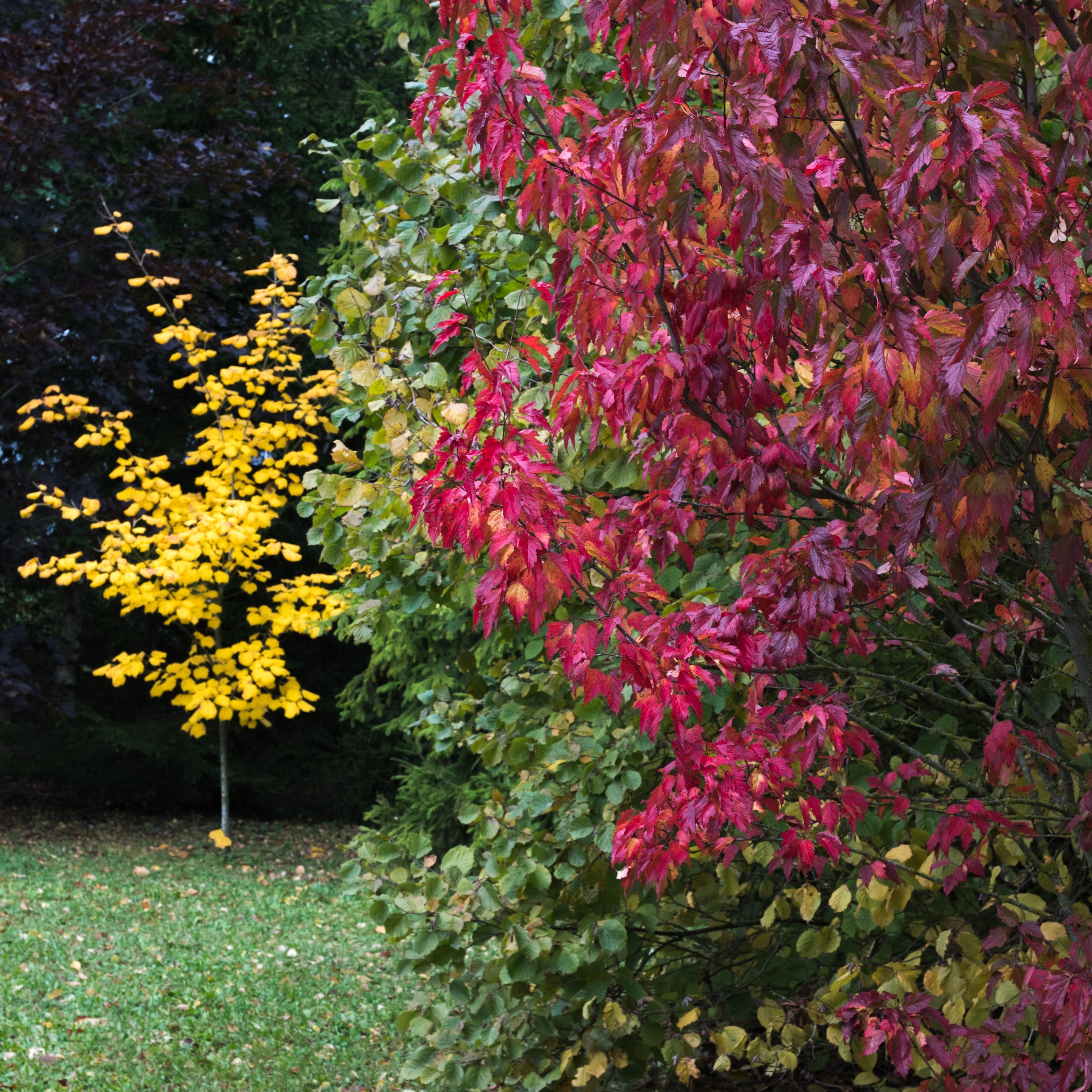 Amur "Flame" Maple Tree
