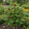 Staghorn Sumac Tree