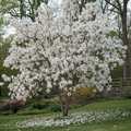 Royal Star Magnolia Tree